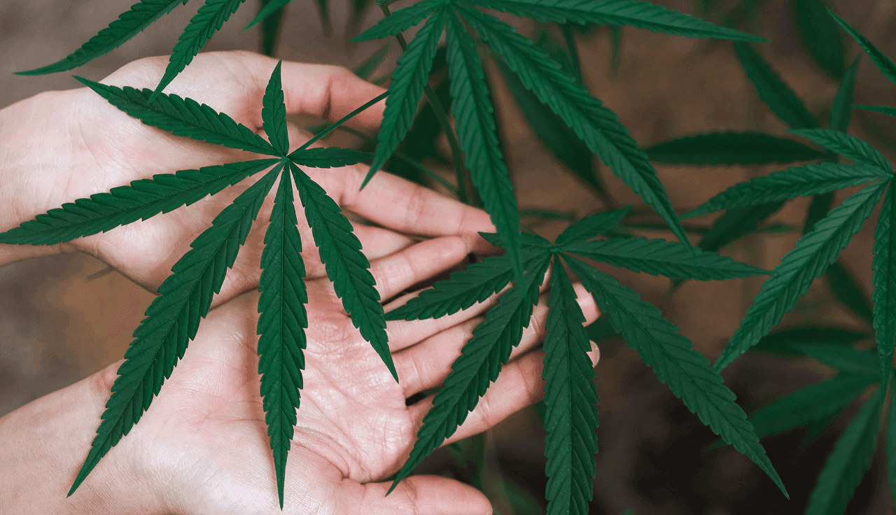 Offene Hände halten Cannabisblätter