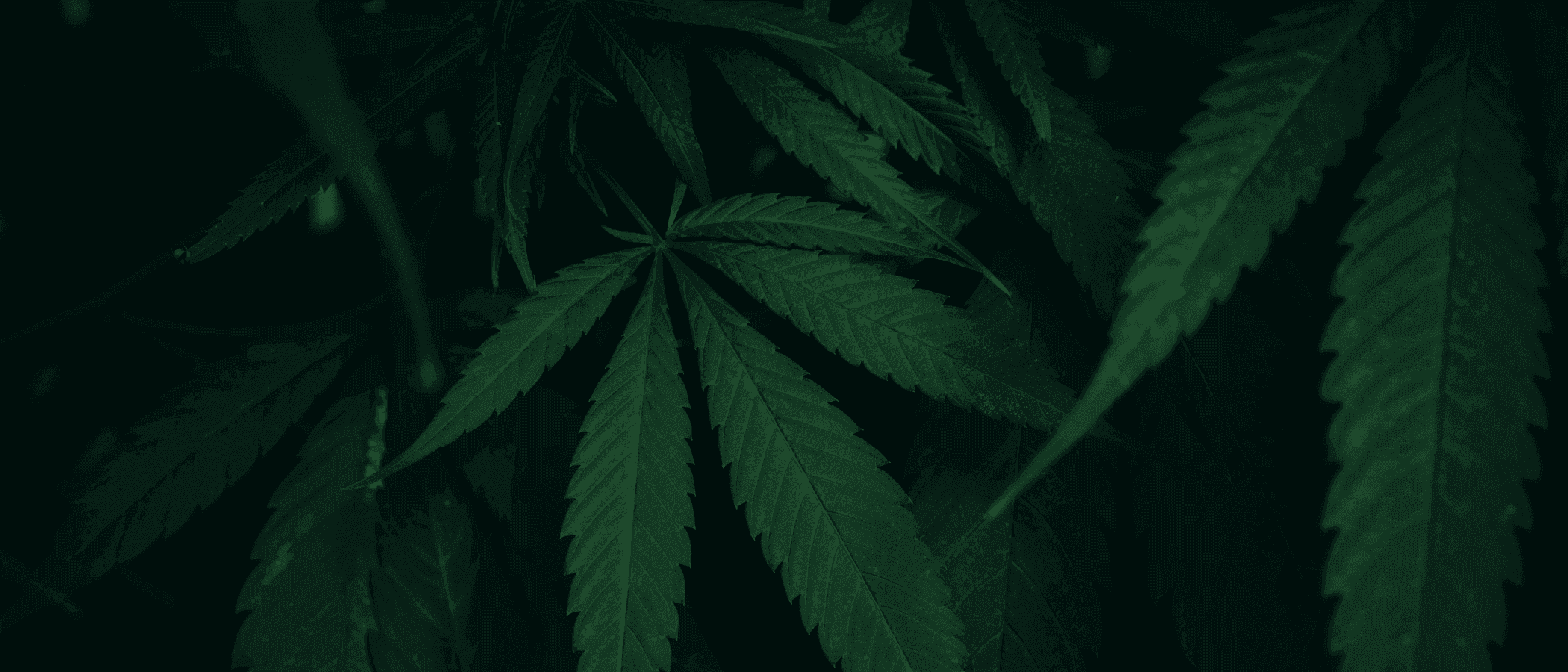 Cannabisblätter
